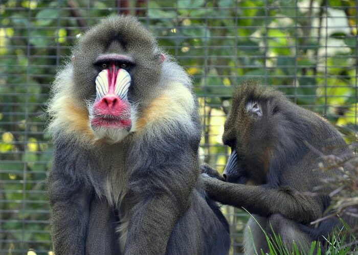 ZOO Herberstein A Nejteplejší Jezero V Alpách 2021