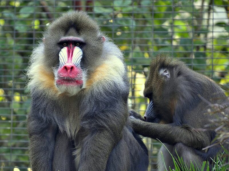 ZOO Herberstein A Nejteplejší Jezero V Alpách 2021