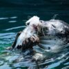 ZOO Wroclaw a Afrykarium