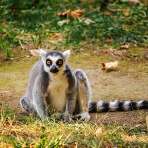 ZOO Wroclaw a Afrykarium